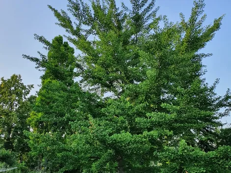 Wr. Neustadt Ferienwohnung - 7