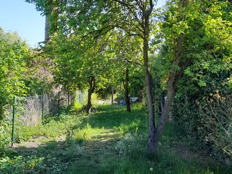 Hauscoswig